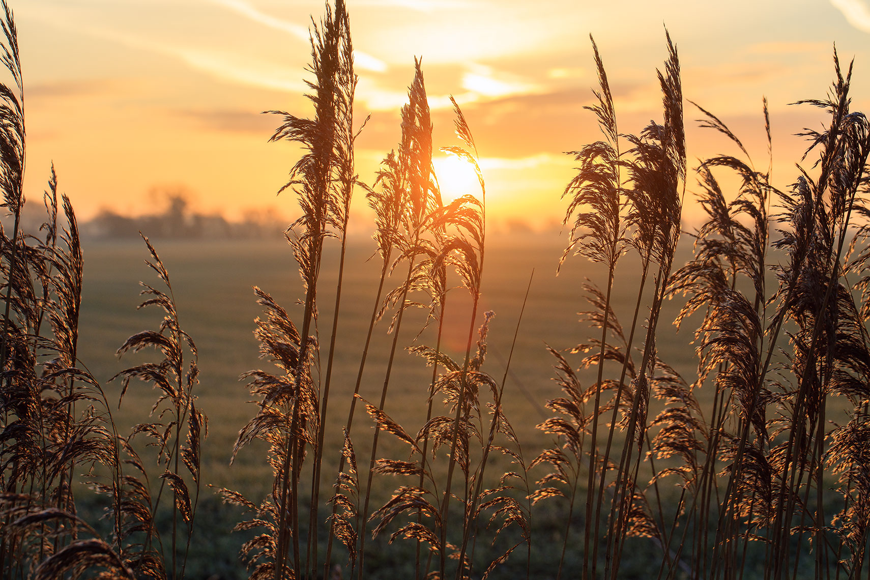 Golden sunrise over the fields of Kent