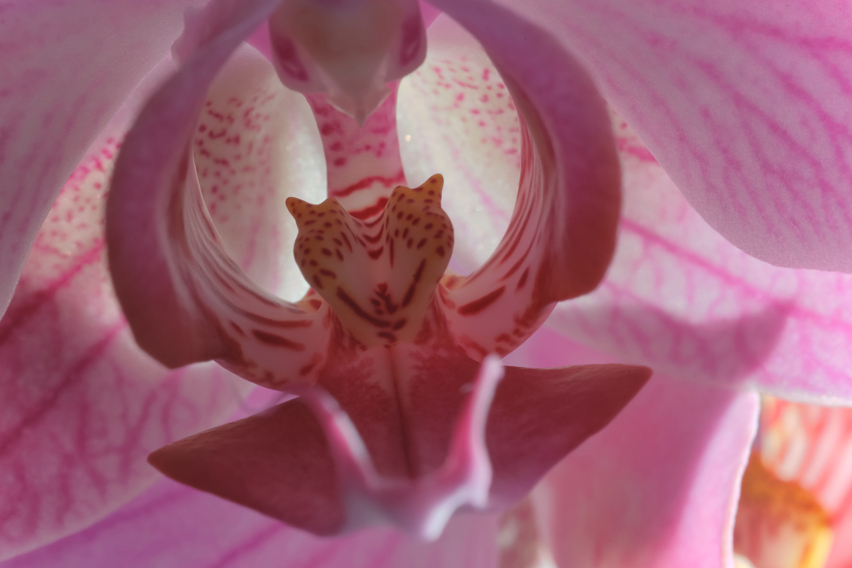 Macro view of the inside of an orchid with pink flowers and delicate stamen and pistol